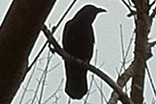 Vancouver Raven